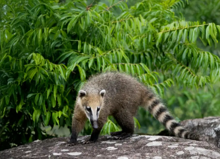 Fauna del Arenal